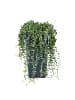 MeinVIPShop Senecio herreianus 25 cm Zimmerpflanze