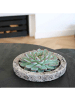 NatureNest 1 Sukkulente Echeveria Pulidonis in Beton Topf 12 bis 14 cm Höhe 5 cm