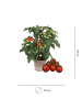 NatureNest 1 Cherrytomaten Pflanze in Rot Topf 14 cm Höhe 40 cm