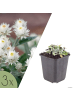 NatureNest 3er: Set Anaphalis triplinervis Pflanzen in Weiß
