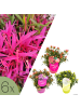 NatureNest 6er Set: Rhodo Azalea StarStyle Pflanzen Mix in Bunt