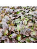 NatureNest 3er: Set Ajuga reptans Pflanzen in Grün