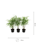 NatureNest Bambus Set 3 Pflanzen Bambusoideae immergrün Garten