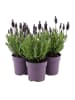 MeinVIPShop 3x Lavendel 30cm