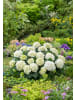 OH2 6-er: Set Hortensie (Hydrangea macrophylla) in Weiss