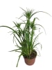 MeinVIPShop Papyrusgras Zimmerpflanze XXL 55 cm hoch Palme ECHTE Pflanze