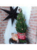 NatureNest Weihnachtsbaum mit Beleuchtung Pineconelight in Xmas Bag rot 