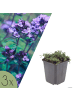 NatureNest 3er: Set Thymus praecox Purple Beauty Pflanzen in Lila
