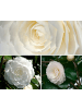 GARDENZO 2-er Set Kamelienstrauch XL P19 "Japanische Rose" 65-80 cm in Weiß