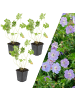 NatureNest 3 Storchschnabel pflanzen  Geranium 'Rozanne'  