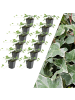 NatureNest 12 Efeu-Pflanzen  Hedera helix 'Glacier'  