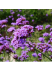 NatureNest Staudenpaket Stella mehrjährig blühend für Beet & Garten in Mix