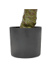 Beliani Kunstpflanze LAURELE in Grün/Schwarz - (W) 42 x (H) 160 x (L) 42 cm