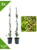 GARDENZO 2er-Set Sternjasmasin gelb 110-120cm 2L Topf