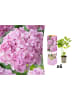 OH2 6-er: Set Hortensie (Hydrangea macrophylla) in Rosa