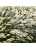 NatureNest 12er: Set Pennisetum alopecuroides Hameln Pflanzen in Grün