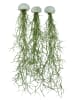 MeinVIPShop 3er Set Seeigelgehäuse weiß mit Tillandsia spanischem Moos 