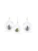 exotic living Glaskugel 3er Set mit echter Tillandsia