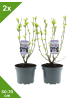 GARDENZO 2er-Set Hibiskus blau 50-70cm 'Oiseau Bleu' 3L Topf