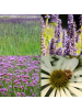 NatureNest Staudenpaket Joy mehrjährig blühend für Garten & Beet in Mix