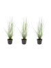 NatureNest 3er: Set Pennisetum alopecuroides Hameln Pflanzen in Grün
