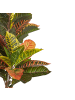 Beliani Kunstpflanze CODIAEUM in Grün/Schwarz/Braun - (W) 75 x (H) 140 x (L) 75 cm