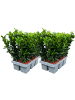NatureNest Japanischer Spindelstrauch Set 12 Euonymus Green Spire