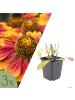 NatureNest 3 Helenium Moerheim Beauty Pflanzen in Rot Topf 9 cm Höhe 15 cm