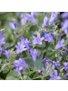 NatureNest 3er: Set Campanula portenschlagiana Pflanzen in Lila