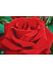 GARDENZO 3er-Set: Großblütige Rosen Rosen in Rot