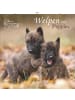 TeNeues Calendars & Stationery Kalender - Alpha Edition - Welpen Kalender 2026 - Wandkalender 30x30 cm (30x60