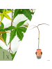 NatureNest Acer palmatum Cascade Ruby Ahorn Hochstamm in Rot