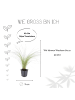NatureNest 3 Federgras pflanzen  Stipa tenuissima 'Ponytails' 