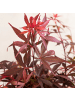 NatureNest Acer palmatum Shaina Ahorn Hochstamm in Rot