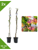 GARDENZO 2er-Set Duft-Geißblatt 110-120cm 2L Topf