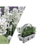 NatureNest Weißer Lavendel Set 24 Lavandula Edelweiss winterhart