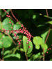 NatureNest 3er-Set: Persicaria Superba Staude mehrjährig winterhart in Rot