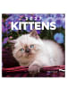 NOTIQUE Wandkalender 2027 mit 6-sprachigem Kalendarium in Kittens - 30 x 30 cm