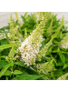 NatureNest 1 Buddleja Butterfly Candy Little White Pflanzen in Weiß Topf 19 cm Höhe 30 cm
