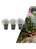 NatureNest Set mit 3 Silberstrauchpflanzen Calocephalus