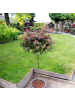 NatureNest Acer palmatum Shaina Ahorn Hochstamm in Rot