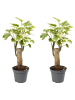 MeinVIPShop Polyscias Balfouriana 2er Set Zimmerpflanze