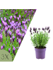 NatureNest 3 Lavandula stoechas Anouk Lavendelpflanzen in Lila Topf 12 cm Höhe 20 cm
