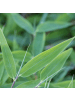 NatureNest Bambuspflanze Fargesia Moontears Boobux in Grün