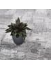 Snapstyle Velours-Teppich Strong in grau