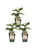 NatureNest Kiwi Beeren Set 3 Actinidia arguta bio Gartenpflanzen