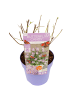 NatureNest Buddleja Butterfly Candy Lila Sweetheart Pflanzen in Lila