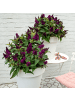 NatureNest Buddleja Butterfly Candy Little Magenta Pflanzen in Lila