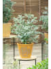 GARDENZO Eukalyptus gunnii 'Azura' 30-50cm