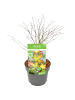NatureNest Acer palmatum Little Princess Ahornpflanze in Grün Topf 19 cm Höhe 40 cm